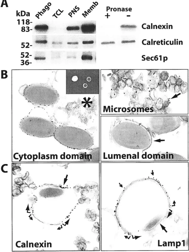 Figure 1. ER proteins are enriched in phagosornes 124 A B C kDa 118- 83-I’., ,% 52-Pronase+— nnu Cainexinr CaireticulinSec6JpW\____#Y’’f-Microsomes-*:•;•*‘Cytoplasm domaip