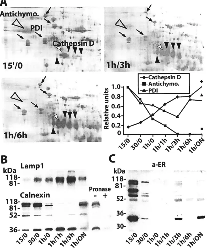 figure 2. Cainexin is degraded during phagolysosorne biogenesis / 125A Antichyrn I A •pI •4 r ê V «n lhJ3h 