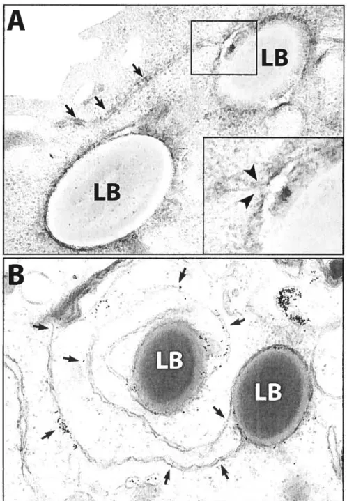 Figure 4. ER-phagosorne interaction is regulated in part by the vacuolar proton purnp ATPase