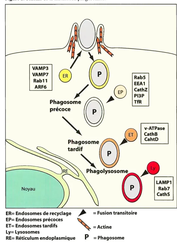 Figure 2. Schéma de la maturation phagosomale.