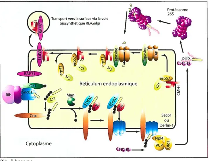 figure 5. Modèle de présentation d’antigènes endogènes par le CMH de classe I.
