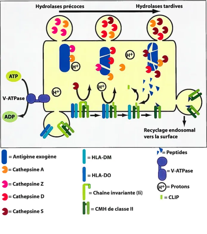 Figure 6. Modèle de présentation d’antigènes exogènes par le CMH de classe II.