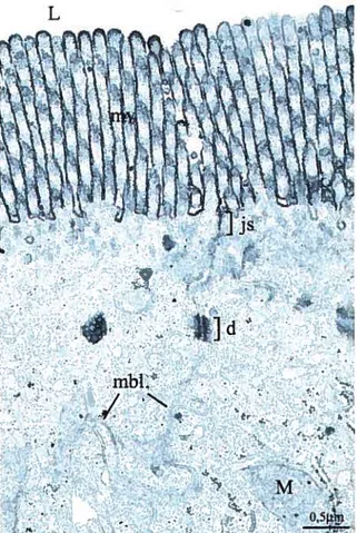 FIGURE 2: Muqueuse intestinale de rat.