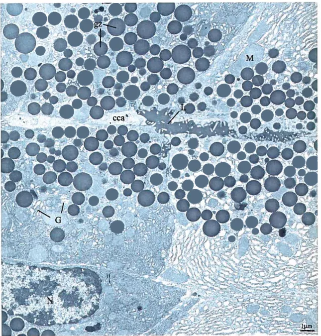 FIGuRE 3: Cellules acineuses de rats sacrifiés 15 minutes après stimulation de la