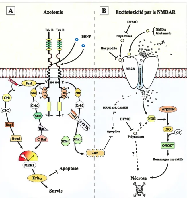 Figure 9. Modèle hypothétique de survie des cellules ganglionnaires de la rétine. (A)