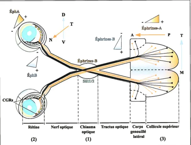 Figure 2. Projections rétinotopiques des cellules ganglionnaires de la rétine. La très grande majorité (97-99%) des axones du nerf optique traversent le chiasma optique et continue leur chemin dans le tractus optique contralatéral chez les rongeurs ((1)