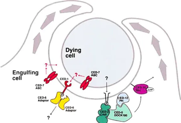 Fig. 1. Modèle moléculaire de l’engloustissement des cellules apoptotiques chez C. elegans