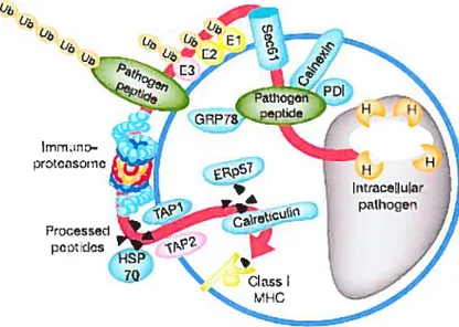 Fig. 5. Modèle de la présentation-croisée au niveau du phagosome. Le pathogène est d’abord dégradé par les enzymes hydrolytiques, ce qui génère des antigènes peptidiques pouvant être transportés vers le cytoplasme par le translocon Sec6l