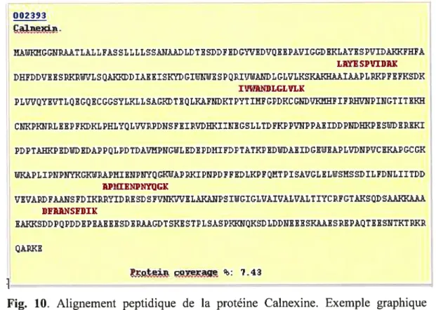 Fig. 10. Alignement peptidique de la protéine Cainexine. Exemple graphique provenant du fichier Droso_peptide.html (disponible [en ligne] http ://phagosome .com!datalJonathanBoulais/AlignementDroso.html) de l’alignement peptidique en fonnat HTML pour la pr