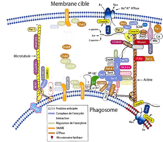 Fig. 11. Modèle moléculaire des intéractions protéiques du complexe de l’exocyst au niveau du phagosome de la drosophile