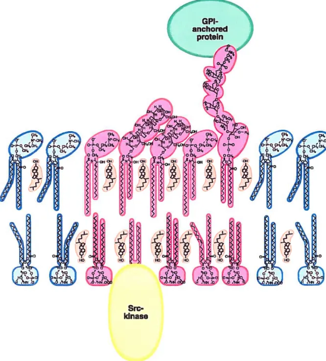 Figure 1 Structure fondamentale d’un radeau lipidique
