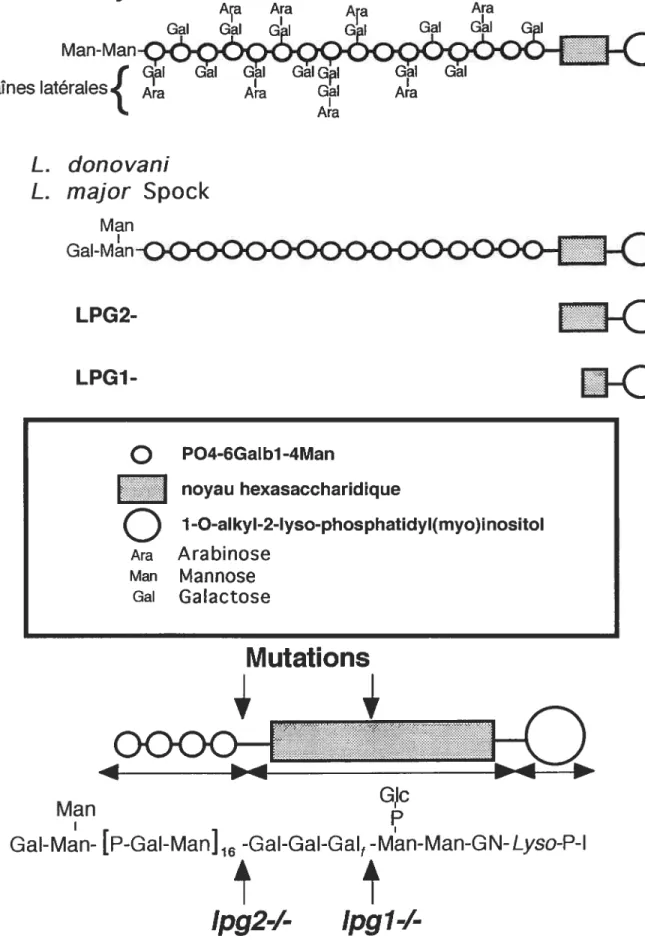 Figure 3 Structure du LPG chez le type sauvage et certains mutants GalMn  LPG2-LPG1 o—o Gc Man