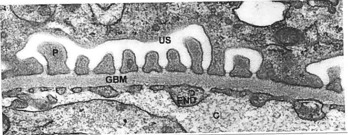 FIGURE 1: The glomerular wall. Electron micrograph of the glomerular wall of tissues fixed in osmium and embedded in Epon