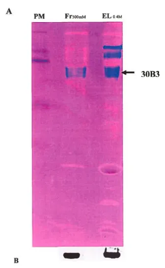 Figure 8: Résultats de la chromatographie d’affinité sur ConA. (A) Coloration du gel SDS-PAGE (20cm) au Stains all, la bande correspondante à l’antigène 30B3 apparaît en bleu violet