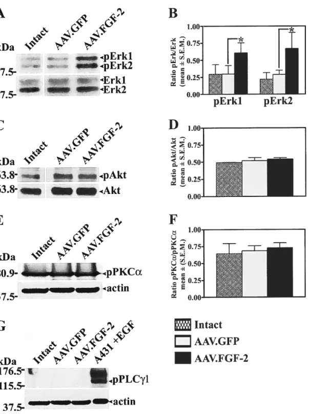 FIGURE 4. 4.  375-_ LDi 4pErk2 w fr Erkl 37 5- — [ni — Erk2 4. 4. kfla 638- — pAkt 63.8- • :: 4Akt Iactin l.00AkDaCB pErkl pErk2DFE%.t’-.kfla809-%l4 LI.pPKCŒ375-ractinGA4Yx”kDa176.5-1.115.5-.pPLC71intactAAV.GF PAAV.FGF-2 
