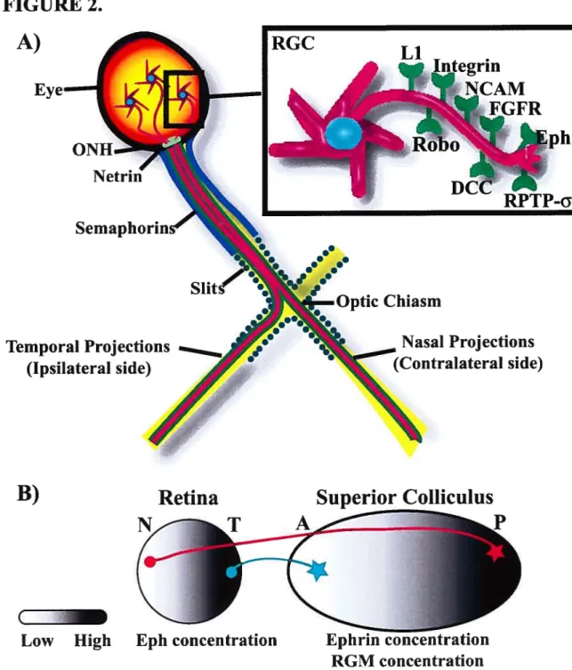 FIGURE 2. A)  Eye-ONH Netrin Temporal Projections (Ipsi]ateral side) Nasal Projections (Contralateral side) B) Low Higli