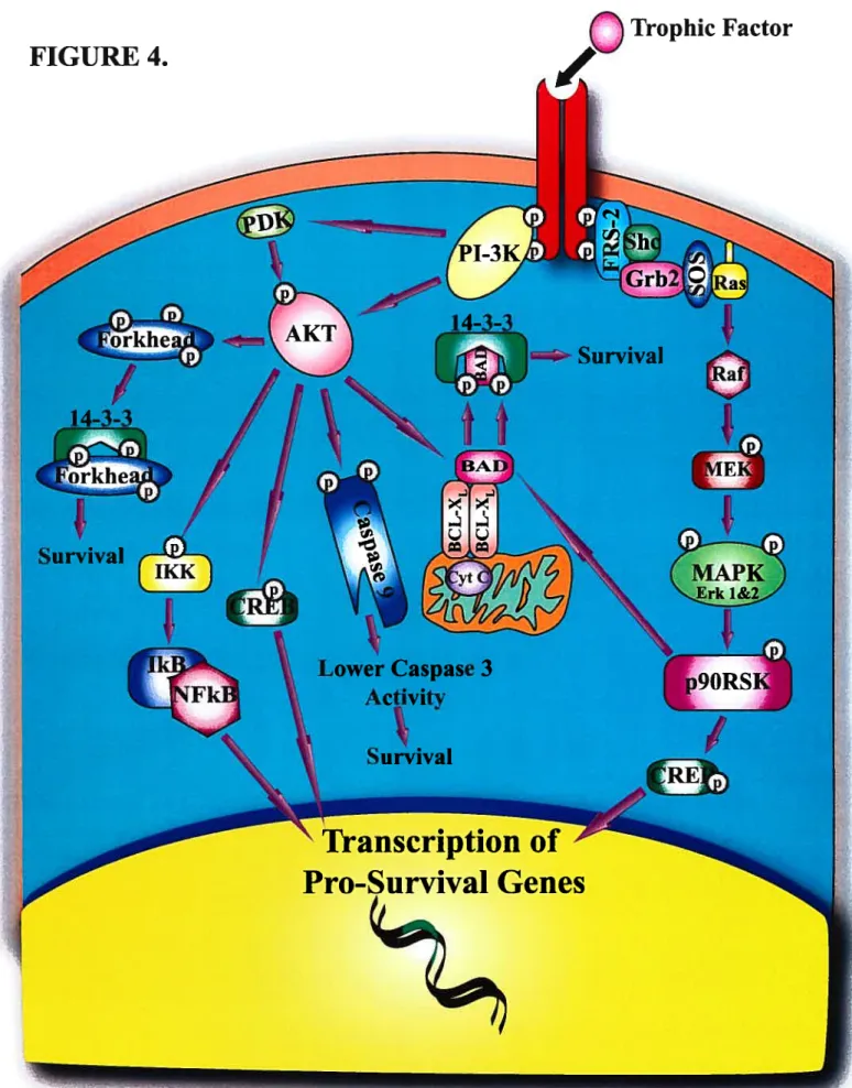 FIGURE 4. Survïval AKT Q Trophic/Survival “Transcription of V,rJAj/owe Caspase 3ActivitySurvivalPro-$urvïval Genes