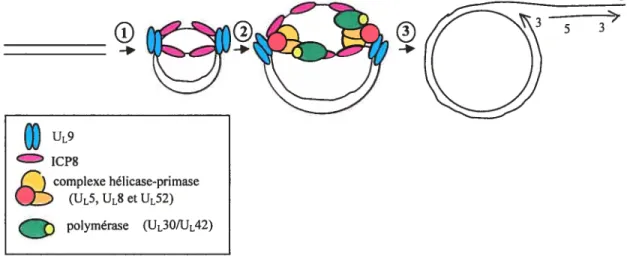 Figure l-2: Représentation schématique de la réplication de l’ADN de HSV-1
