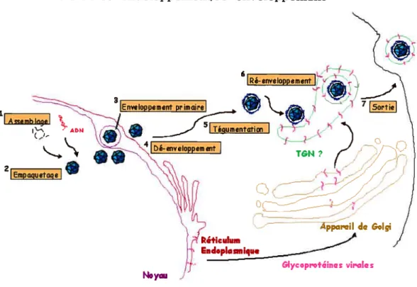 Figure l-5 : Représentation schématique du modèle favorisé de la progression intracellulaire des capsides de HSV-1, incluant les étapes et les divers organites cellulaires impliqués