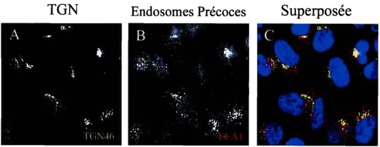 Figure 13: Colocalisation des endosomes précoces et du TGN dans les cellules 143B. Les cellules 143B ont été marquées à la fois avec l’anticorps 1GN46 (vert) et EEAI (rouge)