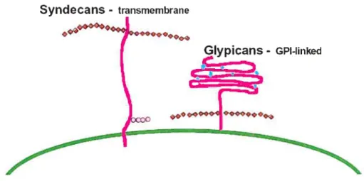 Figure 1: Les protéoglycans à héparane sulfate (HSPG) membranaires. Les syndécans sont des protéines transmembranaires qui portent des chaînes HS de façon distale par rapport à la membrane plasmique