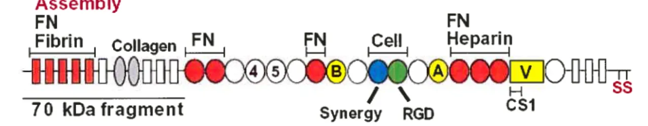 Figure 6: Les différents domaines de la fibronectine (FN). La FN est composée de modules répétés de type I (rectangles), type Il (ovales) et de type III (cercles)