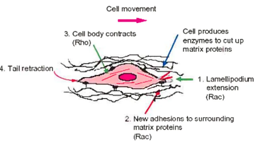 Figure 7: La migration cellulaire. La cellule migratrice étend ses lamellipodes vers lavant de la cellule (1)