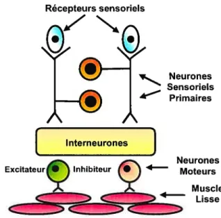 Figure 3. Arc réflexe court du système nerveux entérique