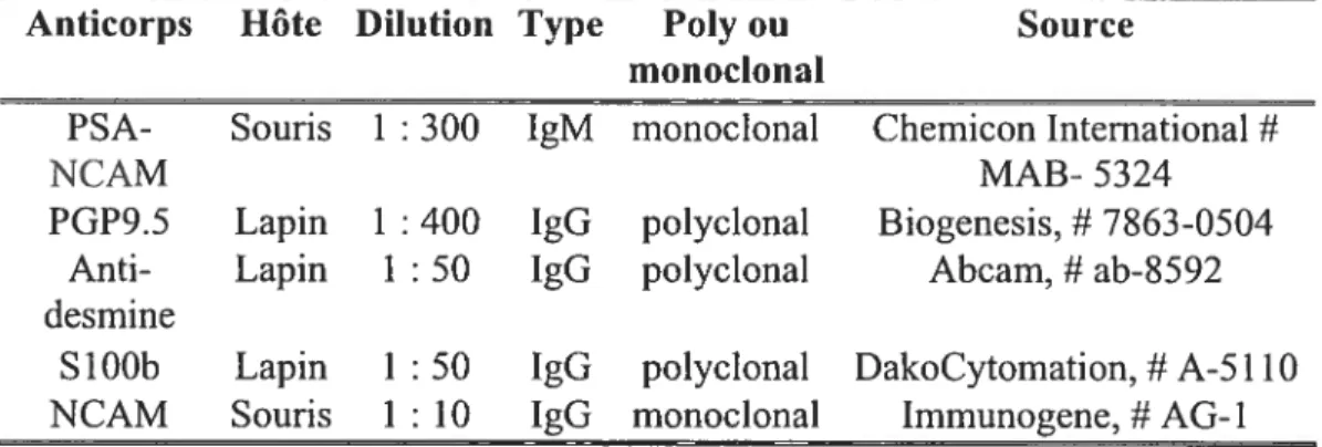 Tableau III. Anticorps primaires utilisés pour l’immunoftuorescence