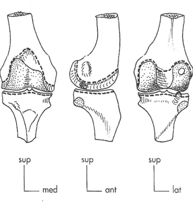 Figure 4 Articulation fémoro-tibiale présentée sous trois différents référentiels anatomiques : supérieur (sup), médial (med) et latéral (lat), permettant d’observer la forme des condyles fémoraux et tibiaux, adaptée de Dufour [10].