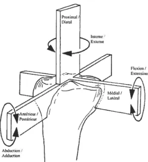 Figure 5 Mouvements du genou autour de ses axes proximal distal, médial latéral et antéropostérieur, adaptée de Nordin and Frankel [11].