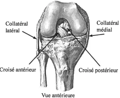 Figure 10 Principaux ligaments participant à la stabilité du genou, adaptée du site httpwww.laboratorium.dist.unige