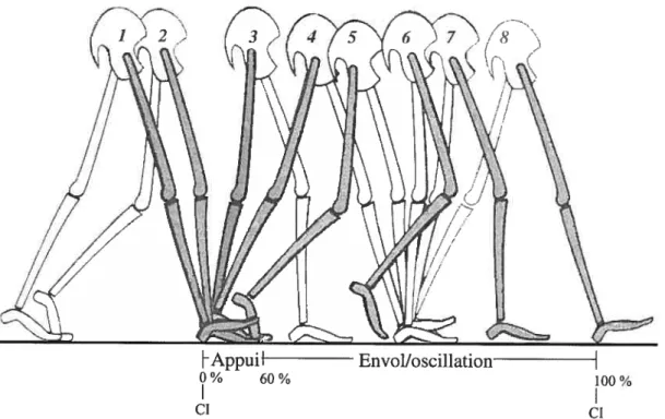 Figure 11 Représentation d’un cycle de marche avec les périodes d’appui (#1-5) et d’envol (#6-8), comprises entre les deux contacts initiaux (CI), adaptée de Peny [16).