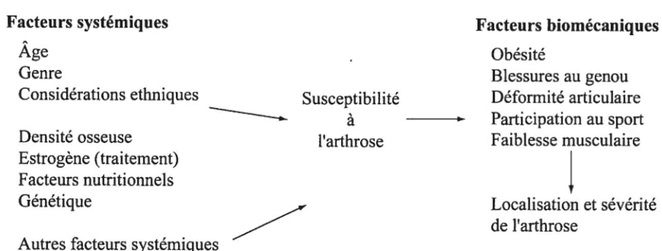 Figure 12 Modèle représentant les facteurs impliqués dans la gonarthrose, traduit de Felson et al