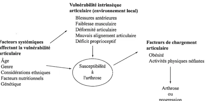 Figure 13 Modèle représentant les facteurs impliqués dans la gonarthrose, traduit de Felson et al