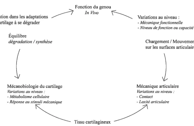 Figure 15 Modèle représentant les facteurs impliqués dans la gonarthrose, traduit de Andriacchi et al