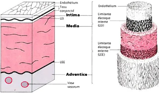 Figure 1.1- Structure de la paroi artérielle (http://www.l23bio.net/revues/jleoni/lchap2.htrnl)
