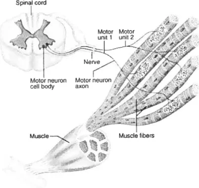 Figure 2.1 — Anatomie du muscle au niveau macroscopique et microscopique. Tiré