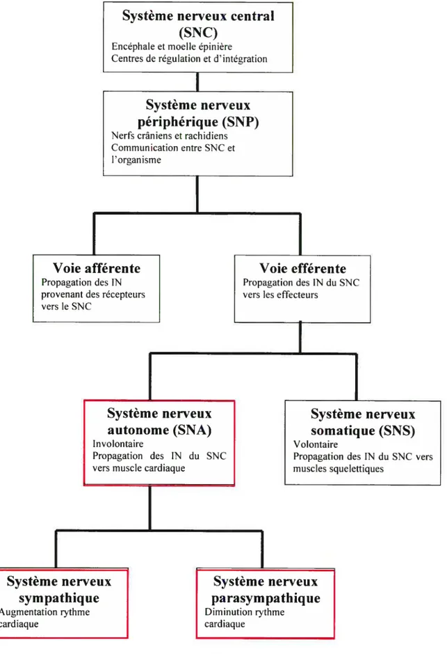 Figure 1.1 Généralités du Système Nerveux. Représentation de l’organisation du système nerveux