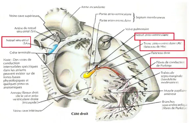 Figure 1.4. Système de conduction du coeur. Le NS est situé dans la paroi supérieure de loreillette droite et amorce FTN pour la contraction cardiaque