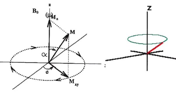 Fig. 2.1: Magnétisation en présence du champ magnétique statique B0. Tiré de McVeigh E
