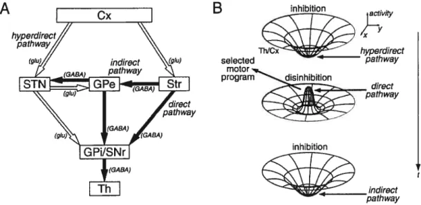 Figure 3 $ Modèle de la voie directe, indirecte et hyperdirecte (Nambu, 2002)