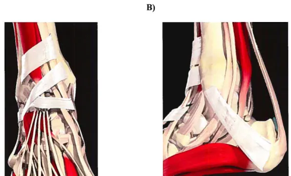 Figure 8 — Fascïas de la cheville A) supérieur et inférieur, B) latéral [27]