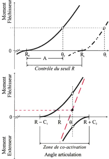 Figure 1 .2.2 — Schématisation des commandes R et C sur des axes correspondant aux moments de force générés par les muscles en fonction de l’angle de l’articulation