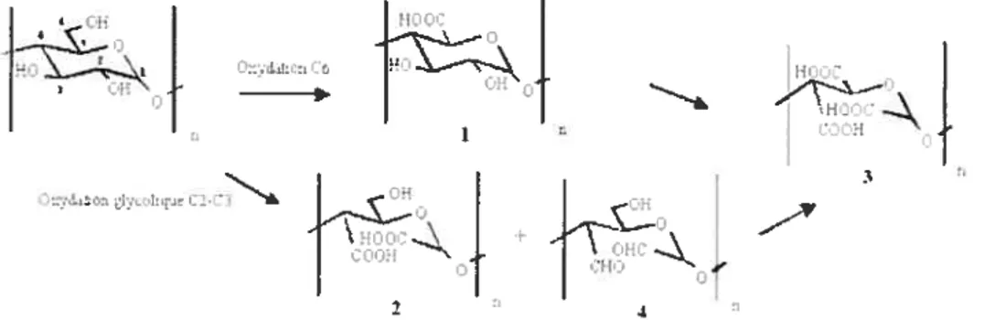 Figure 2.6. L’oxydatïon catalytique de l’amidon fwww.cnrs.fr/Cnrspresse/ n387/html/n387a02