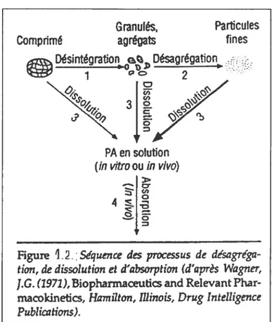 Figure 12. Séquence des processus de désagréga tion, de dissolution et d’absorption (d’après Wagner, J.G