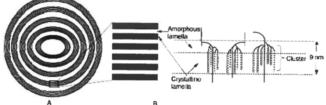 Figure 2.3. Représentation schématique des lamelles dans le grain d’amidon selon Donald et cou., 1997,