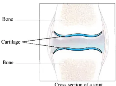 Figure 5: Cartilage situé au niveau d’un joint1’