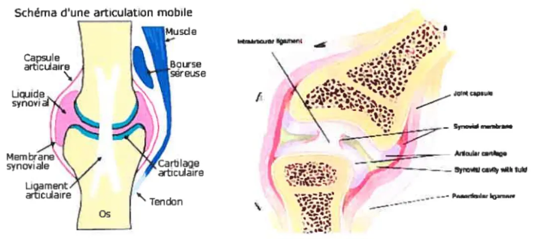 Figure 7: Schéma représentant la présence du cartilage articulaire au niveau d’une articulation mobile14