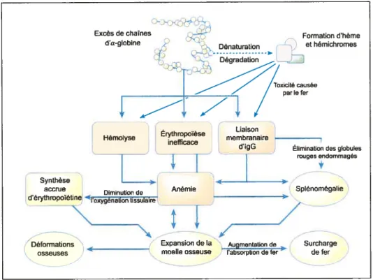 Figure 9: Résumé des conséquences de production excessive de chaînes d’Œ-globine. Les processus primaires sont indiqués en orange et les processus compensatoires en jaune (adapté de (13)).